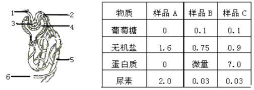 如图是尿的形成示意图,请据图分析回答:(1)肾单位是由