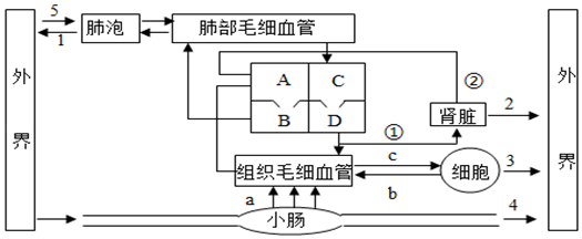 如图为人体呼吸系统,消化系统,循环系统和泌尿系统的生理活动示意图