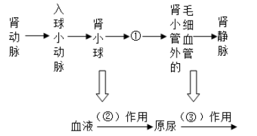 如图为人体内尿液形成过程示意图.