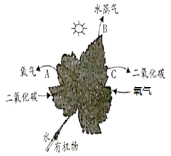 知识点选题 植物呼吸作用产生二氧化碳的探究  (1)图中过程c表示植物