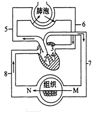 【推荐1】图为人体血液循环示意图.请据图回答问题
