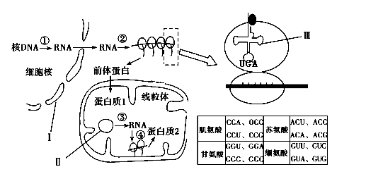 脆性x染色体综合征是一种x连锁智力低下疾病,在x染色体长臂末端有一