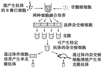 下面是利用奶山羊乳腺生物反应器制备药用白蛋白的流程图,请回答下列