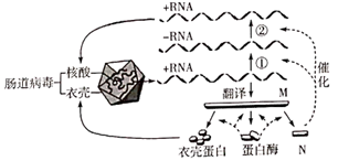 (以下简称)是一种单链正股rna