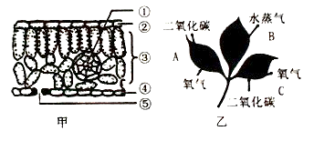 图三表示植物叶片分析三大作用番泻叶横切面简图叶片横切面图如图甲