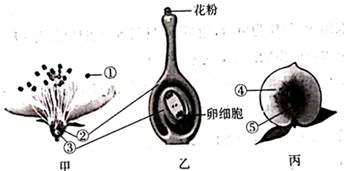 【推荐2】如图为桃的花和果实结构模式图,请回答下列问题