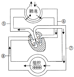 【推荐1】图是血液循环和气体交换示意图,请据图回答问题