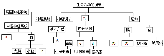 人体主要内分泌腺及其功能