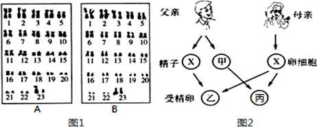 图1为男女体细胞的成对染色体排序图,图2是生男生女示意图,请分析回答