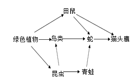 什么是食物链正确答案 image001.png
