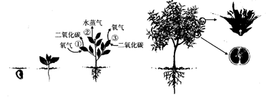 大葱埋在土中的部分是白色的(细胞内没有叶绿素),而暴露在外的部分是