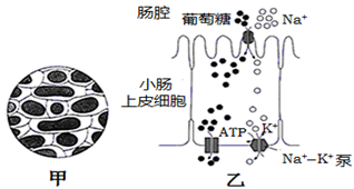 什么叫质壁分离 image013.png