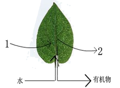 树是怎么吸收水分的 image003.png