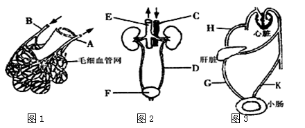 胰岛素是哪个器官产生 image004.png