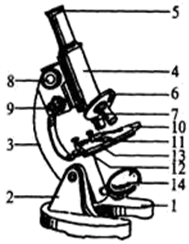 如图是显微镜结构图,根据此图回答