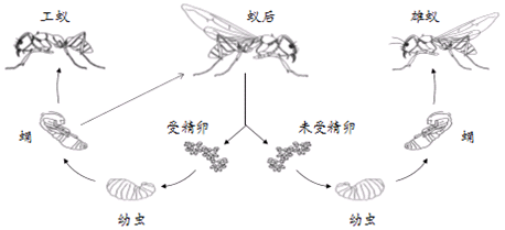 蚂蚁的发育过程如下图所示: (1)蚂蚁的受精方式为_______;雄蚁发育的