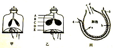 【推荐3】下图为模拟膈肌运动实验的装置图集气体交换示意图,据图