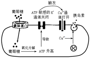 图1表示人体内e2(一种雌激素,胰岛素分泌的部分调节过程,器官甲是