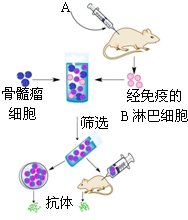什么是动物细胞融合技术 image018.png