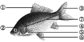 观察鲫鱼和鸟的外形图,回答下列问题.