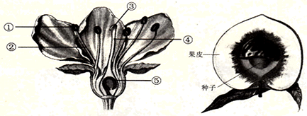 章节选题 六年级下册  下图是桃树的花和果实结构示意图,请据图回答