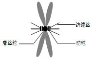 着丝粒复合体的亚显微结构着丝粒和动粒着丝粒与动粒动粒的结构着丝粒