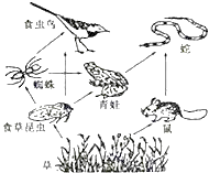 简图,请据图回答(1)该食物网中共有________条食物链,该系统的生物