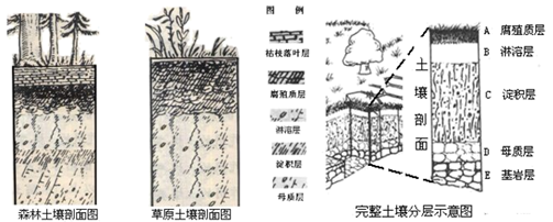 土壤练习题及答案-天津高中地理高一-组卷网