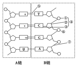 如图为核苷酸链结构图,据图答下列问题