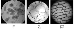【推荐1】下图所示为显微镜下观察到的洋葱表皮细胞,番茄果肉细胞和