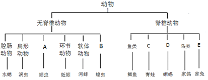 下面是部分动物的分类图解,请分析回答