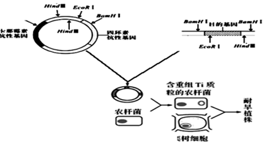 什么是基因表达特点 image013.png