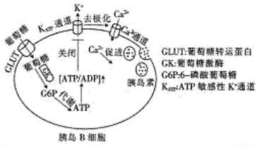 胰岛素是什么细胞分泌的激素 image002.png