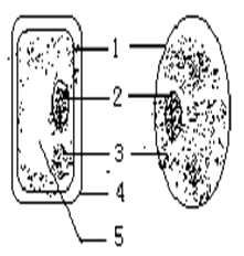如图是显微镜下的洋葱鳞片叶内表皮细胞,请选