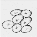 初中科学综合库 生命系统的构成层次 生物体的结构层次 组织 156_153