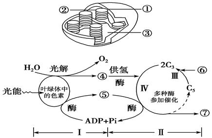 根据下面光合作用图解,请回答