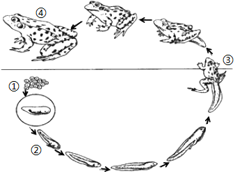 如图是青蛙发育过程中某些阶段的示意图,请根据图回答问题.