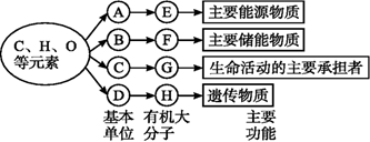 如图表示细胞内某些有机物的元素组成和功能关系,其中a,b代表元素Ⅰ