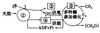 光合作用单选题练习题及答案-新疆高中生物高三-一般-组卷网