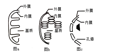 如图表示真核细胞内三种膜结构部分示意图,有关分析正确的是)