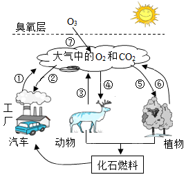 【推荐3】如图所示是自然界中氧气和二氧化碳的循环简图,请仔细读图