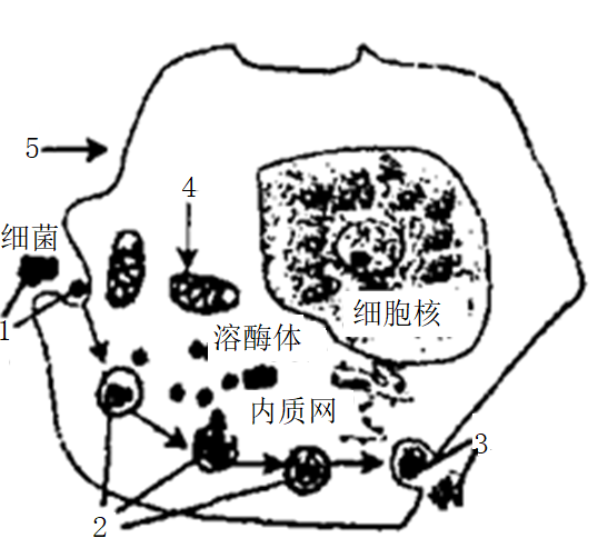 高中生物苏教版必修1 细胞质和细胞器单选题试题/习题