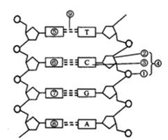 如图为dna分子结构模式图,请据图回答下列问题