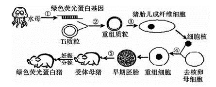 基因工程,细胞工程,胚胎工程和生态工程技术飞速发展