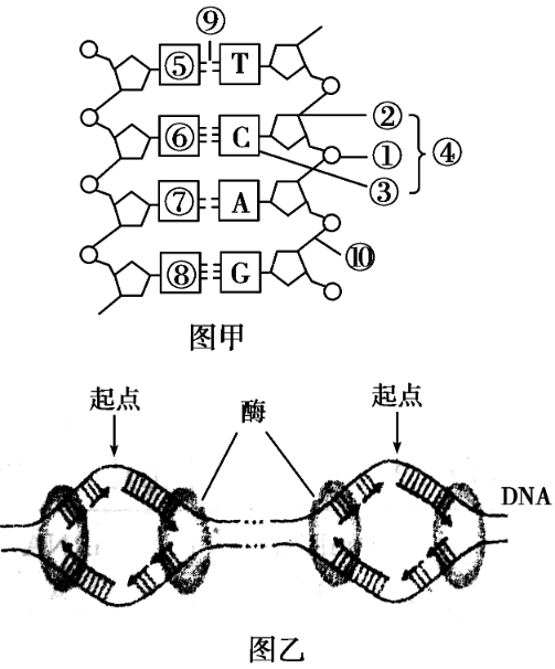 如图为真核生物dna的结构(图甲)及发生的生理过程(图乙),请据图回答