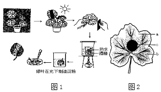 图1是"探究阳光在植物生长中的作用"实验,观察并回答下列问题