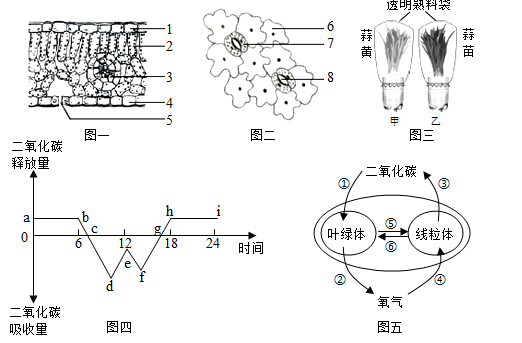 【推荐2】小红喜欢开放实践课程,她先后裁培了菠菜和大蒜,并进行了