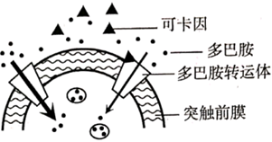 体,可将发挥作用后的多巴胺从突触间隙"送回"突触小体内(如下图所示