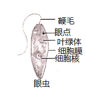 单细胞生物眼虫(如图)生活在淡水中,没有细胞壁,眼点能接受光线刺激