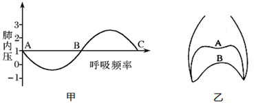 如图是模拟肋间肌舒缩示意图请据图回答下列问题